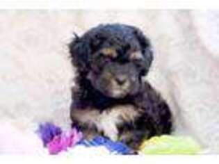 Mal-Shi Puppy for sale in West Richland, WA, USA