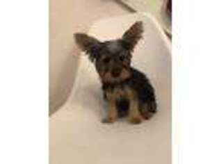 Yorkshire Terrier Puppy for sale in Galway, NY, USA