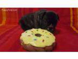 French Bulldog Puppy for sale in Belvidere, NE, USA