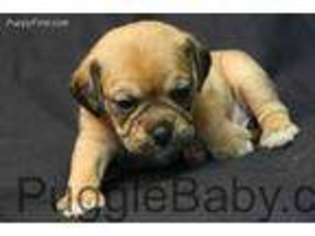 Puggle Puppy for sale in Clarkson, KY, USA