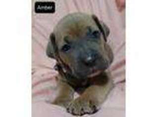 Cane Corso Puppy for sale in Athens, OH, USA