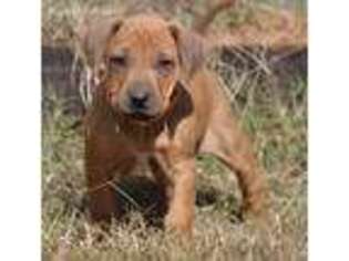 Rhodesian Ridgeback Puppy for sale in Shongaloo, LA, USA