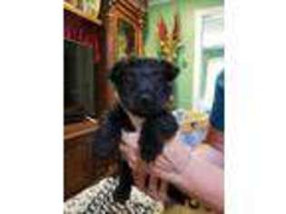 Scottish Terrier Puppy for sale in Texarkana, AR, USA