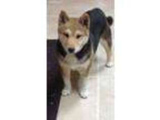 Shiba Inu Puppy for sale in Boonville, MO, USA