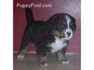Bernese Mountain Dog Puppy for sale in Oxford, PA, USA