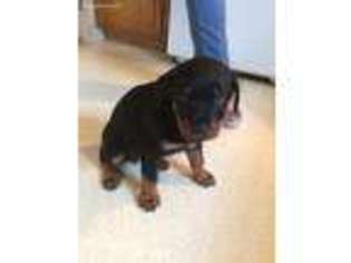 Rottweiler Puppy for sale in Freeville, NY, USA