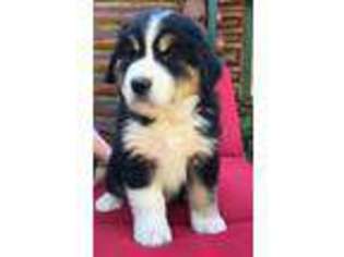 Bernese Mountain Dog Puppy for sale in Virgin, UT, USA