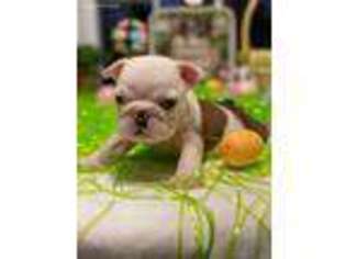 Bulldog Puppy for sale in Sanford, NC, USA