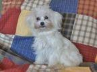 Maltese Puppy for sale in Crocker, MO, USA