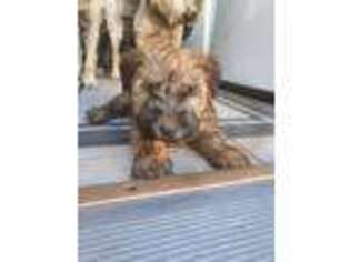 Soft Coated Wheaten Terrier Puppy for sale in Whittier, CA, USA