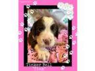 English Springer Spaniel Puppy for sale in Oak Grove, MO, USA
