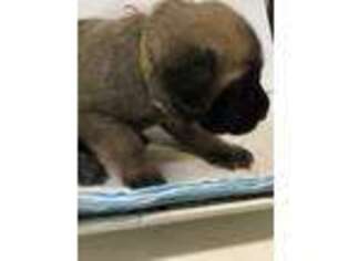 Mastiff Puppy for sale in Stewardson, IL, USA