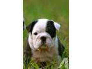 Bulldog Puppy for sale in LOTHIAN, MD, USA