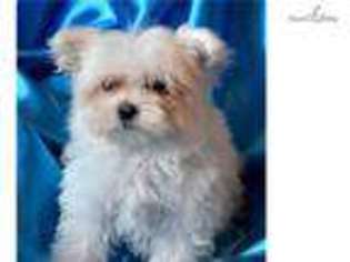 Maltese Puppy for sale in Sioux Falls, SD, USA