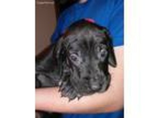 Great Dane Puppy for sale in Billings, MT, USA