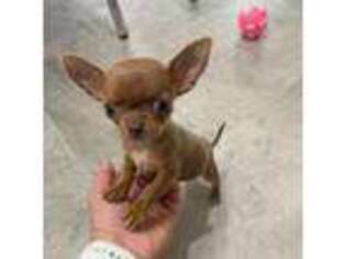 Chihuahua Puppy for sale in Statesville, NC, USA