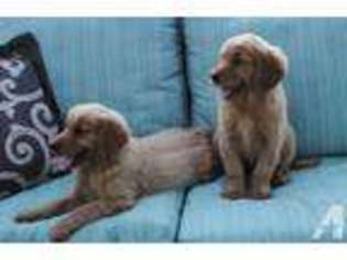 Golden Retriever Puppy for sale in TYLER, TX, USA