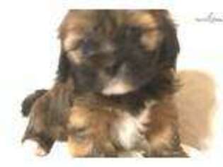 Lhasa Apso Puppy for sale in Oklahoma City, OK, USA