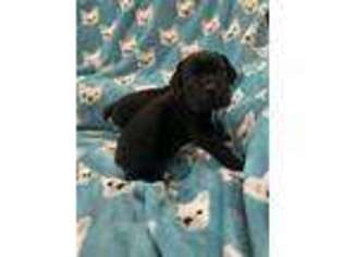 Cane Corso Puppy for sale in Harlingen, TX, USA