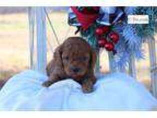Cavapoo Puppy for sale in Joplin, MO, USA