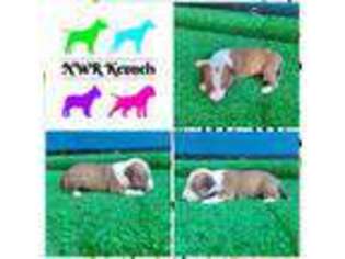 Bull Terrier Puppy for sale in Shepherd, TX, USA