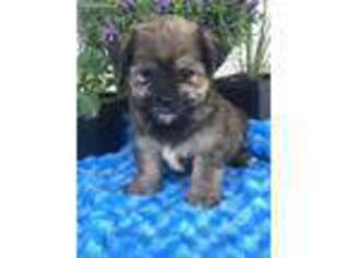 Shorkie Tzu Puppy for sale in Mayslick, KY, USA