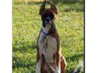 Boxer Puppy for sale in MELBOURNE, FL, USA