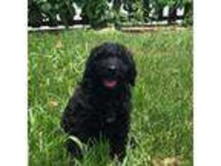 Labradoodle Puppy for sale in San Marcos, TX, USA