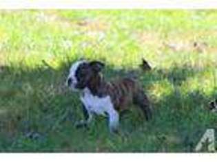 Bulldog Puppy for sale in GAFFNEY, SC, USA