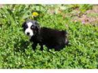 Miniature Australian Shepherd Puppy for sale in Raymond, ME, USA