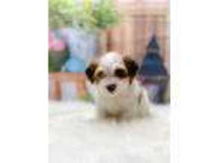 Mutt Puppy for sale in Seven Springs, NC, USA