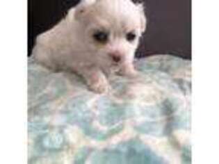 Maltese Puppy for sale in Poulsbo, WA, USA