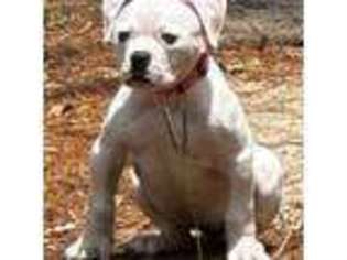 American Bulldog Puppy for sale in Tallahassee, FL, USA