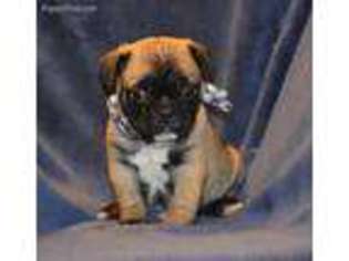 Frenchie Pug Puppy for sale in Buffalo, MO, USA