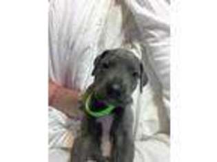 Great Dane Puppy for sale in Angleton, TX, USA