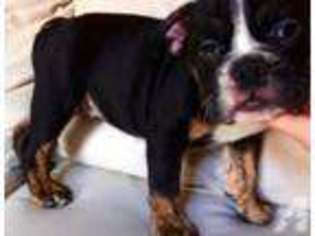 Bulldog Puppy for sale in CHATSWORTH, CA, USA