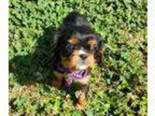 Cavalier King Charles Spaniel Puppy for sale in Rock Hill, SC, USA