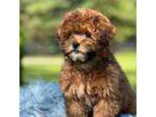 Mutt Puppy for sale in Mayfield, KY, USA