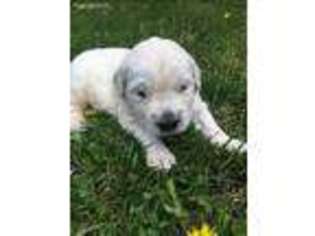 Mutt Puppy for sale in Pounding Mill, VA, USA