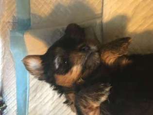 Yorkshire Terrier Puppy for sale in Inwood, WV, USA