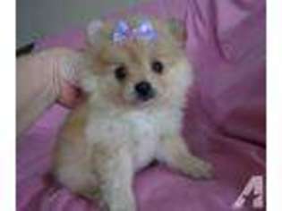 Pomeranian Puppy for sale in NEW LONDON, CT, USA