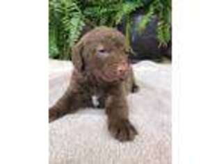 Chesapeake Bay Retriever Puppy for sale in Dow, IL, USA