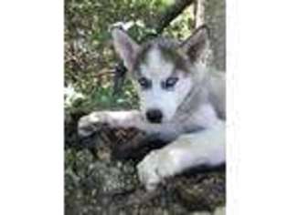 Siberian Husky Puppy for sale in Stark, KS, USA