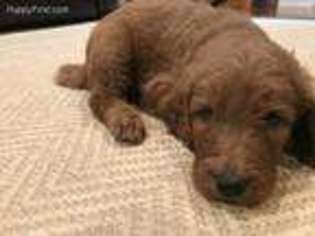 Goldendoodle Puppy for sale in Wellsville, PA, USA