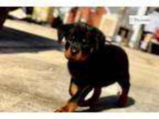 Rottweiler Puppy for sale in Birmingham, AL, USA
