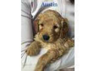 Goldendoodle Puppy for sale in Mount Upton, NY, USA