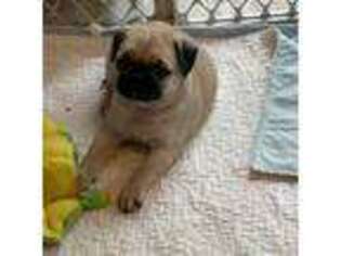 Pug Puppy for sale in Syracuse, NY, USA