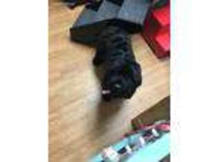Medium Photo #1 Black Russian Terrier Puppy For Sale in Deer Park, WA, USA