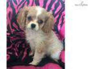Cavachon Puppy for sale in Richmond, VA, USA