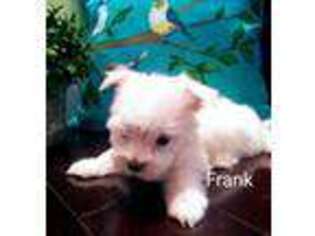 Medium Photo #1 Maltese Puppy For Sale in Homerville, GA, USA